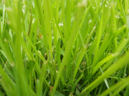 Gras